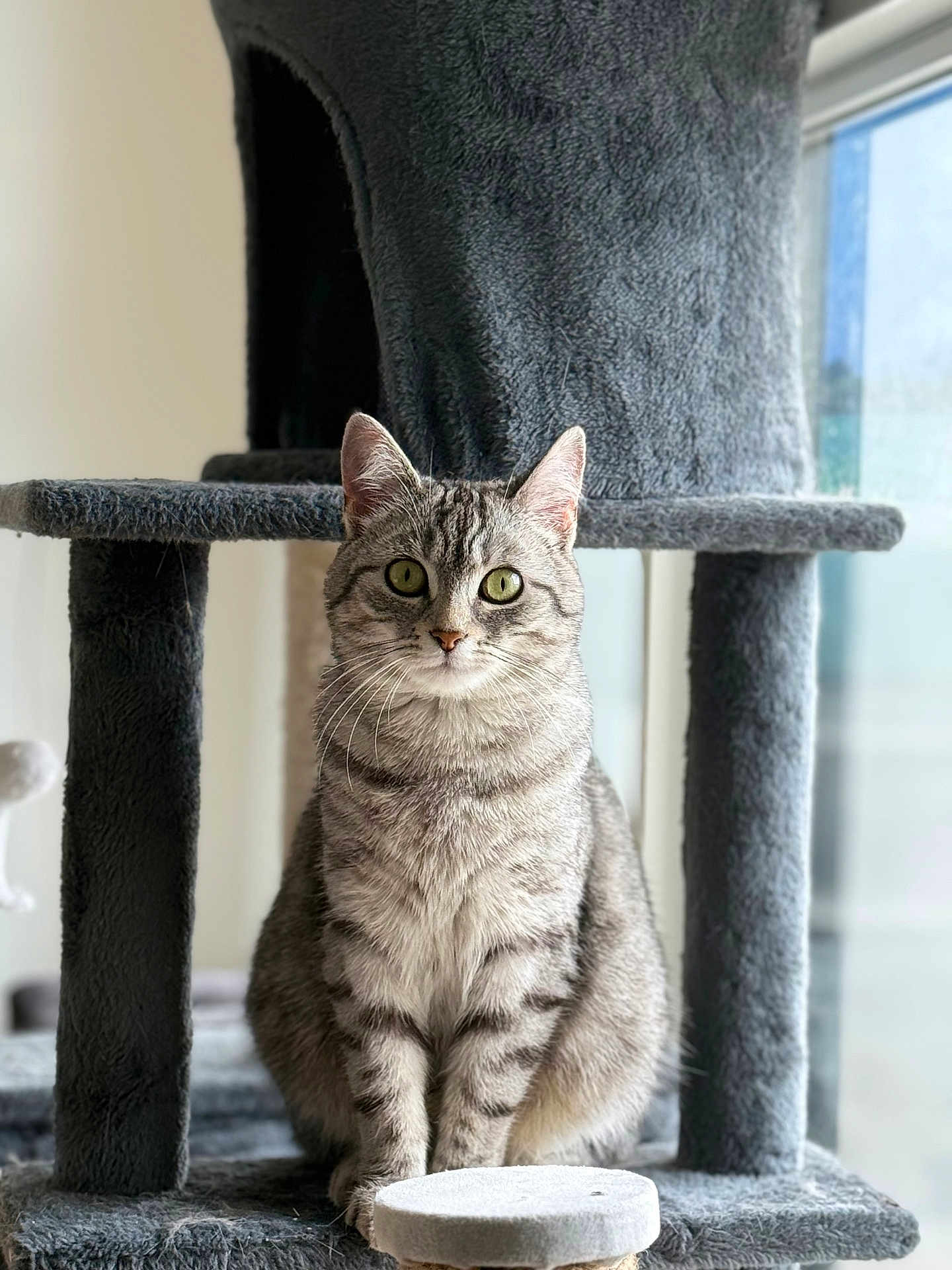 Ulma a rejoint le concours — aidez-le/la à gagner de superbes lots ! cat, tabby, pet, animal, indoor, cat_tree, gray, feline, whiskers, ears, green_eyes, looking_at_camera, sitting, soft_texture, cozy, window, daylight, curious, fur, domestic_cat