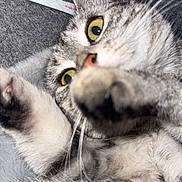 Ulma participe au concours pour gagner de l'argent avec cette photo : animal, cat, close_up, curious, cute, ears, eyes, face, feline, fur, indoor, lying_down, mammal, nose, paw, pet, playful, relaxed, tabby, whiskers