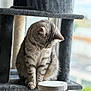Ulma participe au concours pour gagner de l'argent avec cette photo : cat, tabby_cat, cat_tree, scratching_post, indoor, pet, feline, gray_fur, striped, window, natural_light, curious, sitting, cozy, home, animal, fur, whiskers, ears, paws