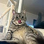 Ulma a rejoint le concours — aidez-le/la à gagner de superbes lots ! animal, cat, cat_tree, closeup, cute, domestic, ears, feline, fur, gray_cat, indoor, licking, pet, playful, relaxed, soft_surface, tabby, tongue_out, whiskers, window