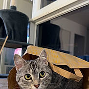 Ulma a rejoint le concours — aidez-le/la à gagner de superbes lots ! cat, tabby, paper_bag, curious, wide_eyes, indoor, cat_tree, window, wooden_table, whiskers, ears, feline, pet, animal, domestic, fur, playful, cute, close_up, house