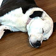 Stella joined the competition — help win amazing prizes! black_and_white, calm, canine, close_up, collar_with_rhinestones, dog, domestic_dog, ear, floor, fur, hardwood_floor, indoor, muzzle, nose, pet, pink_collar, portrait, resting, sleeping, white_fur