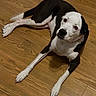 black_and_white_dog, black_coat, canine, closeup, collar, dog, domestic_animal, eyes, floorboard, hardwood_floor, indoor, looking_up, lying_down, nose, paws, pet, portrait, relaxed, white_face, wood_floor