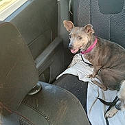 Pokie is registered to the contest to win money with this photo: dog, car_interior, seat, collar, white_cloth, window, door, leash, pet, animal, happy, sitting, brown_dog, vehicle, seat_cover, looking, ears_up, side_view, daylight, travel