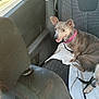 dog, car_interior, seat, collar, white_cloth, window, door, leash, pet, animal, happy, sitting, brown_dog, vehicle, seat_cover, looking, ears_up, side_view, daylight, travel