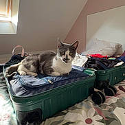 Maddy participe au concours pour gagner de l'argent avec cette photo : cat, suitcase, bed, bedroom, window, light, gray_cat, white_cat, luggage, clothes, pillow, fabric, pattern, indoor, pet, animal, resting, cozy, relaxing, travel