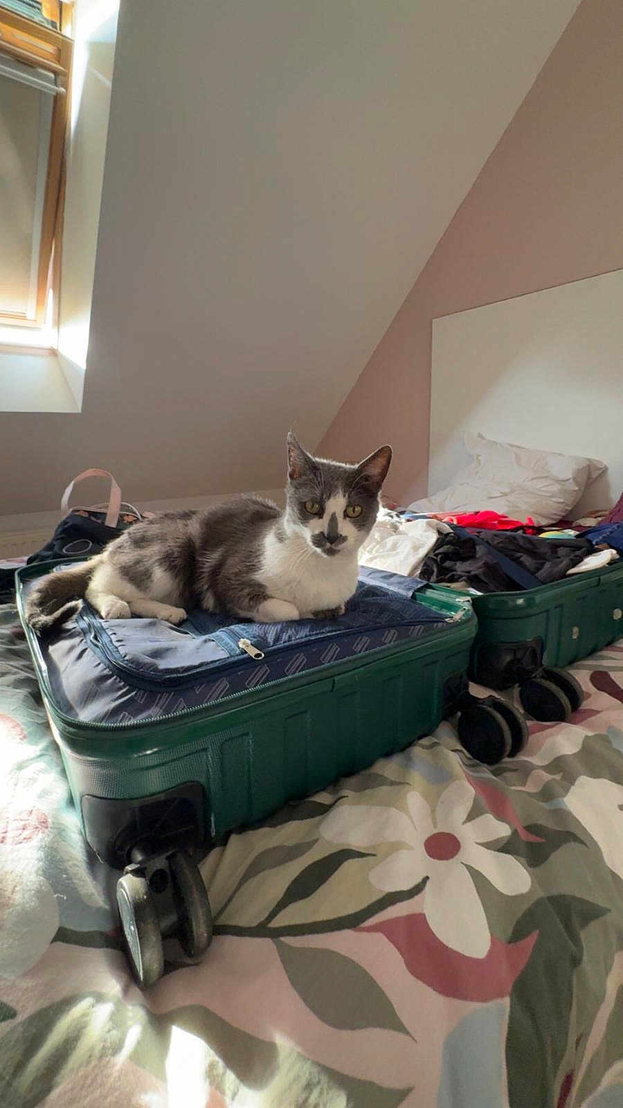 Maddy participe au concours pour gagner de l'argent avec cette photo : cat, suitcase, bed, bedroom, window, light, gray_cat, white_cat, luggage, clothes, pillow, fabric, pattern, indoor, pet, animal, resting, cozy, relaxing, travel
