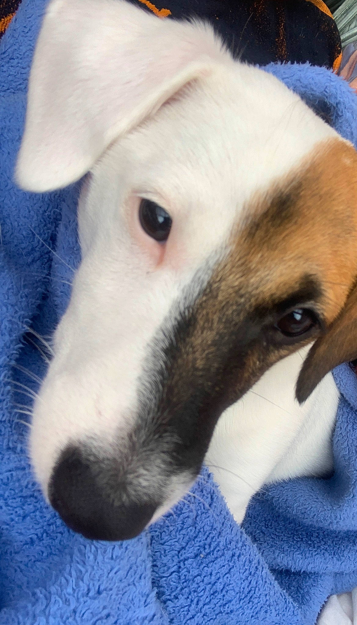 Alpha participe au concours pour gagner de l'argent avec cette photo : canidae, carnivore, companion_dog, dog, dog_breed, galgo_espanol, greyhound, head, hortaya_borzaya, magyar_agar, mammal, nose, rare_breed_dog, sloughi, snout, vertebrate, whippet, whiskers