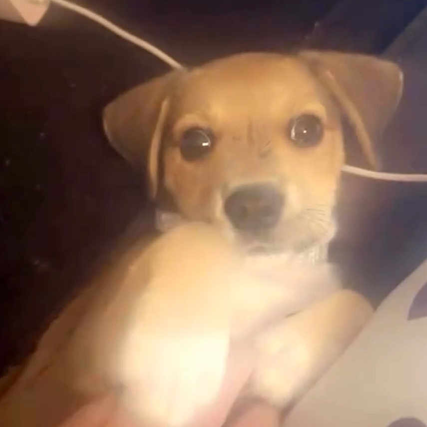 Brunno is registered to the contest to win money with this photo: adorable, animal, brown, closeup, cute, dog, ears, friendly, heart_print, indoor, looking_at_camera, lying_down, nose, paw, pet, pillow, puppy, soft_light, white, young