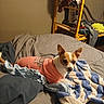 dog, small_dog, pet, bed, blanket, clothing, indoor, furniture, shelving, household_items, curious, alert, pink_shirt, cozy, casual, resting, fabric, room, comfortable, relaxed