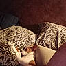 Valentine Valval is registered to the contest to win money with this photo: dog, sleeping, bed, pillow, blanket, leopard_print, cozy, indoors, resting, animal, pet, cute, relaxation, fur, nap, comfort, domestic_animal, canine, peaceful, warm