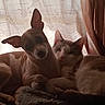 dog, cat, animal, pet, indoor, blanket, curtain, snuggling, cozy, cute, fur, companion, relaxed, small_dog, soft_lighting, curious, resting, domestic, friendship, sleepy