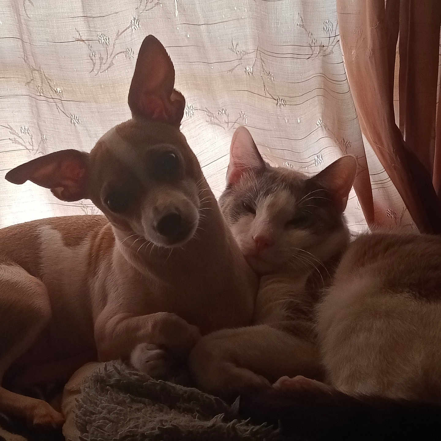 Valentine Valval is registered to the contest to win money with this photo: dog, cat, animal, pet, indoor, blanket, curtain, snuggling, cozy, cute, fur, companion, relaxed, small_dog, soft_lighting, curious, resting, domestic, friendship, sleepy