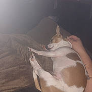 Valentine Valval is registered to the contest to win money with this photo: dog, blanket, hand, resting, indoor, cozy, brown, pet, sleeping, fur, animal, comfort, relaxation, paw, human, tattoo, night, couch, quiet, snuggle