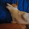 Valentine Valval is registered to the contest to win money with this photo: dog, blur, blue_bed, sleeping, lying_down, animal, pet, tattoo, arm, indoor, resting, fur, canine, companion, human, bed, closeup, motion_blur, relaxation, domestic