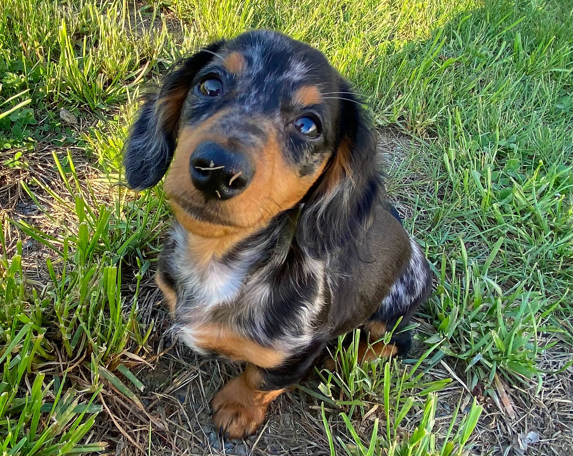 Pablo is registered to the contest to win money with this photo: canidae, carnivore, companion_dog, dog, dog_breed, grass, hound, hunting_dog, plant, puppy, snout, sporting_group, terrestrial_animal, whiskers, working_animal, working_dog