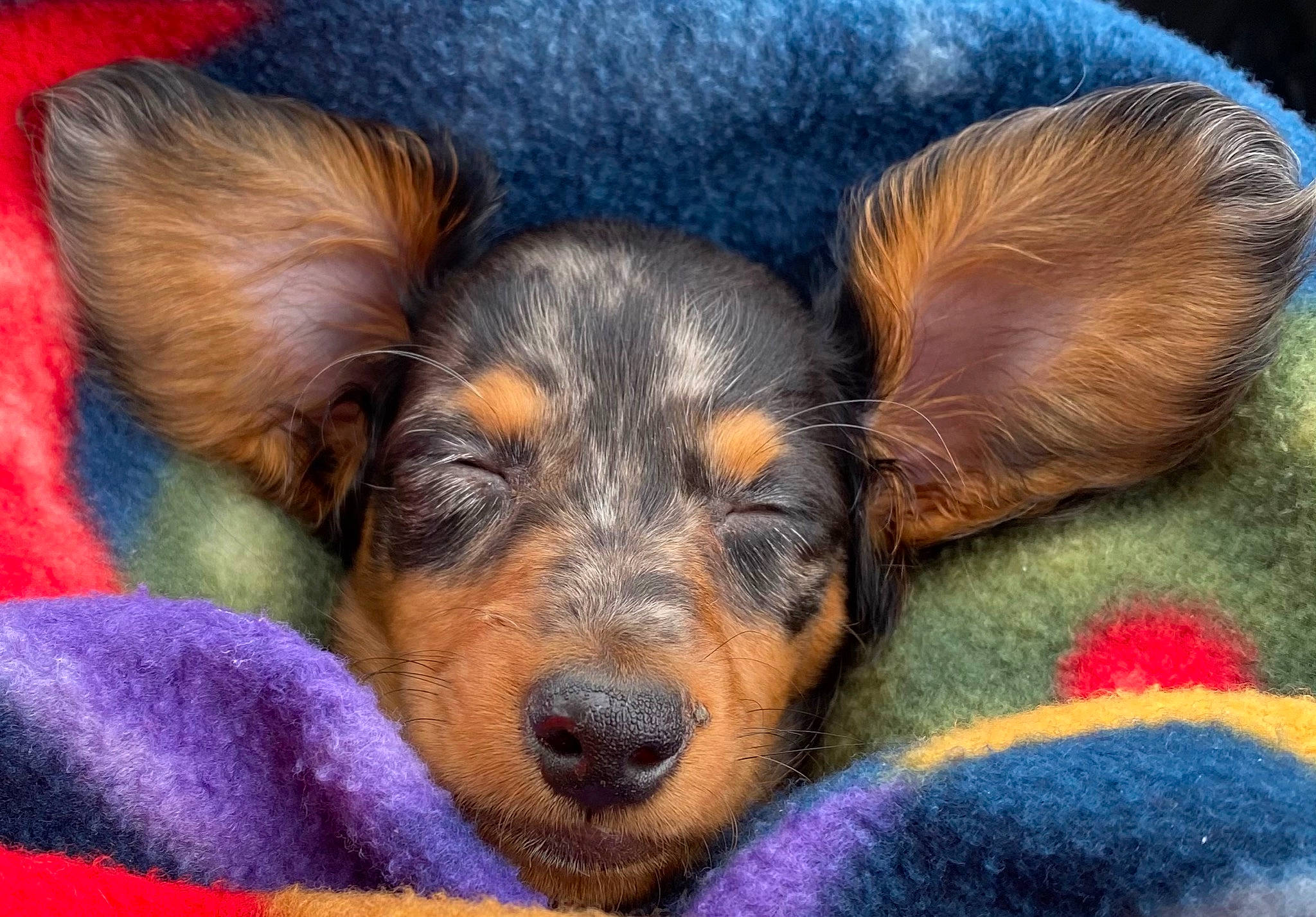 Pablo is registered to the contest to win money with this photo: canidae, carnivore, close_up, companion_dog, dog, dog_breed, ear, fawn, fur, guard_dog, happy, nap, paw, puppy, sleep, snout, sporting_group, terrestrial_animal, whiskers, working_dog