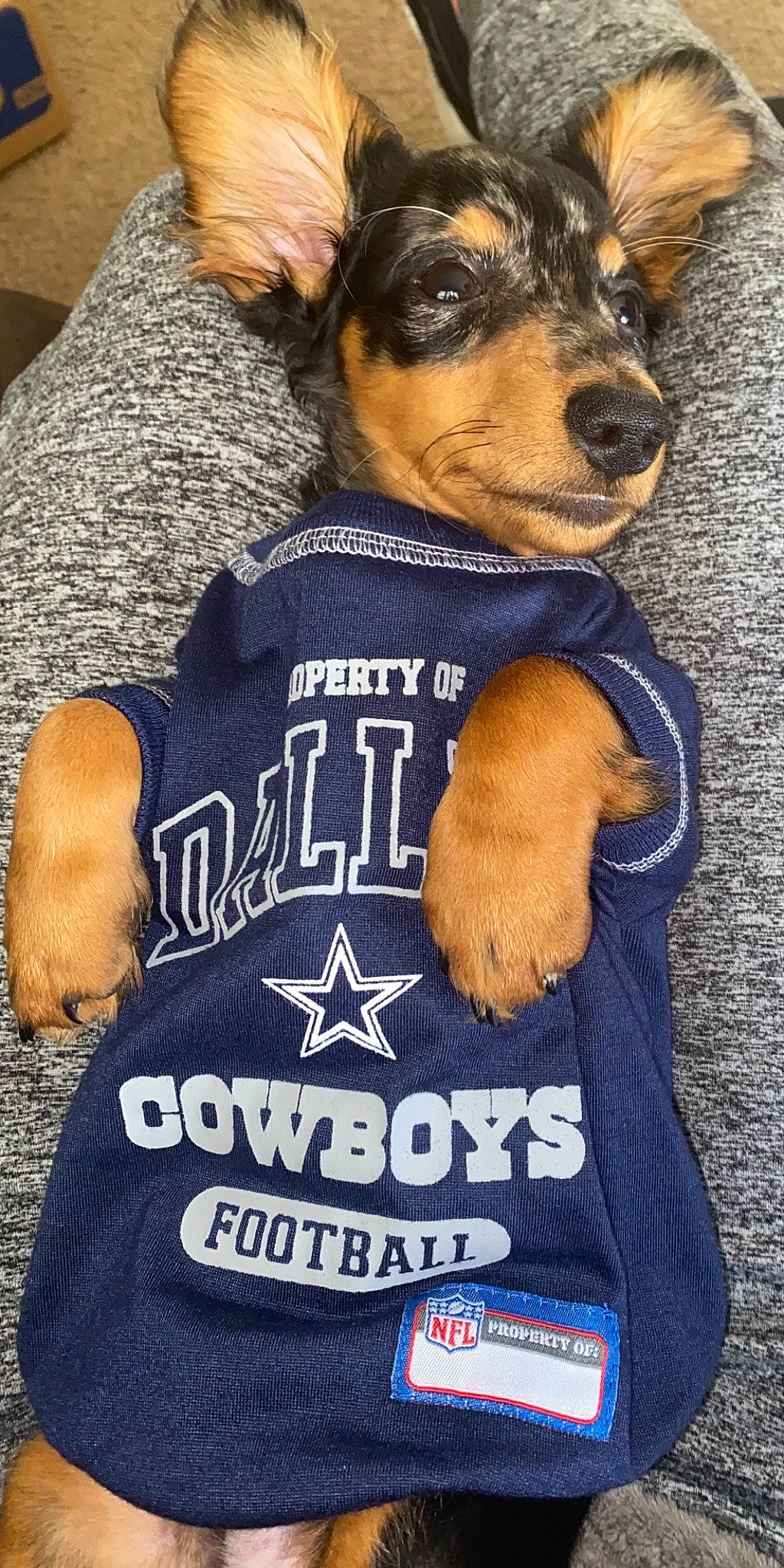 Pablo is registered to the contest to win money with this photo: blue, carnivore, collar, companion_dog, dog, dog_breed, dog_clothes, dog_supply, fawn, fur, jersey, mammal, pet_supply, sleeve, snout, sporting_group, sportswear, toy_dog, whiskers, working_animal