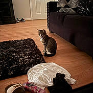 Zoey Monae is registered to the contest to win money with this photo: cat, clothing, couch, cozy, domestic, door, floor, furniture, home_interior, household_items, indoor, living_room, lotion, pet, pillow, rug, sandal, sitting, tabby_cat, wooden_floor