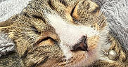 Zoey Monae is registered to the contest to win money with this photo: cat, tabby, sleeping, close_up, pet, feline, whiskers, collar, bell, fur, cozy, blanket, soft, resting, indoors, cute, animal, domestic_cat, relaxed, peaceful
