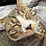 cat, tabby, sleeping, close_up, pet, feline, whiskers, collar, bell, fur, cozy, blanket, soft, resting, indoors, cute, animal, domestic_cat, relaxed, peaceful