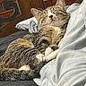 cat, tabby, sleeping, bed, pillow, feline, pet, resting, cozy, fur, whiskers, domestic_animal, indoor, cute, relaxed, animal, mammal, closeup, comfort, home