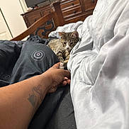 Zoey Monae is registered to the contest to win money with this photo: cat, tabby_cat, paw, hand, tattoo, bed, blanket, black_blanket, white_blanket, wooden_furniture, dresser, television, indoor, relaxing, curious, person, tattooed_arm, furniture, resting, cozy