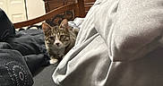 Zoey Monae joined the competition — help win amazing prizes! animal, bed, blanket, cat, cozy, curious, dresser, ears, eyes, fabric, furniture, indoor, living_room, pet, pillow, resting, soft_lighting, tabby, television, wood