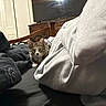 animal, bed, blanket, cat, cozy, curious, dresser, ears, eyes, fabric, furniture, indoor, living_room, pet, pillow, resting, soft_lighting, tabby, television, wood