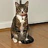 animal, bell, cat, collar, curious, domestic_animal, ears, feline, floor, indoor, looking, pet, quiet, sitting, striped_fur, tabby_cat, tail, whiskers, white_paws, wooden_floor