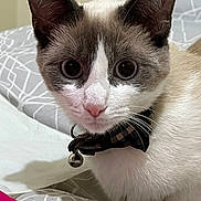 Sprinkles is registered to the contest to win money with this photo: cat, close_up, blue_eyes, bowtie, bell, pet, indoor, bedspread, patterned, white_fur, gray_fur, curious, feline, animal, domestic, whiskers, ears, nose, collar, cute