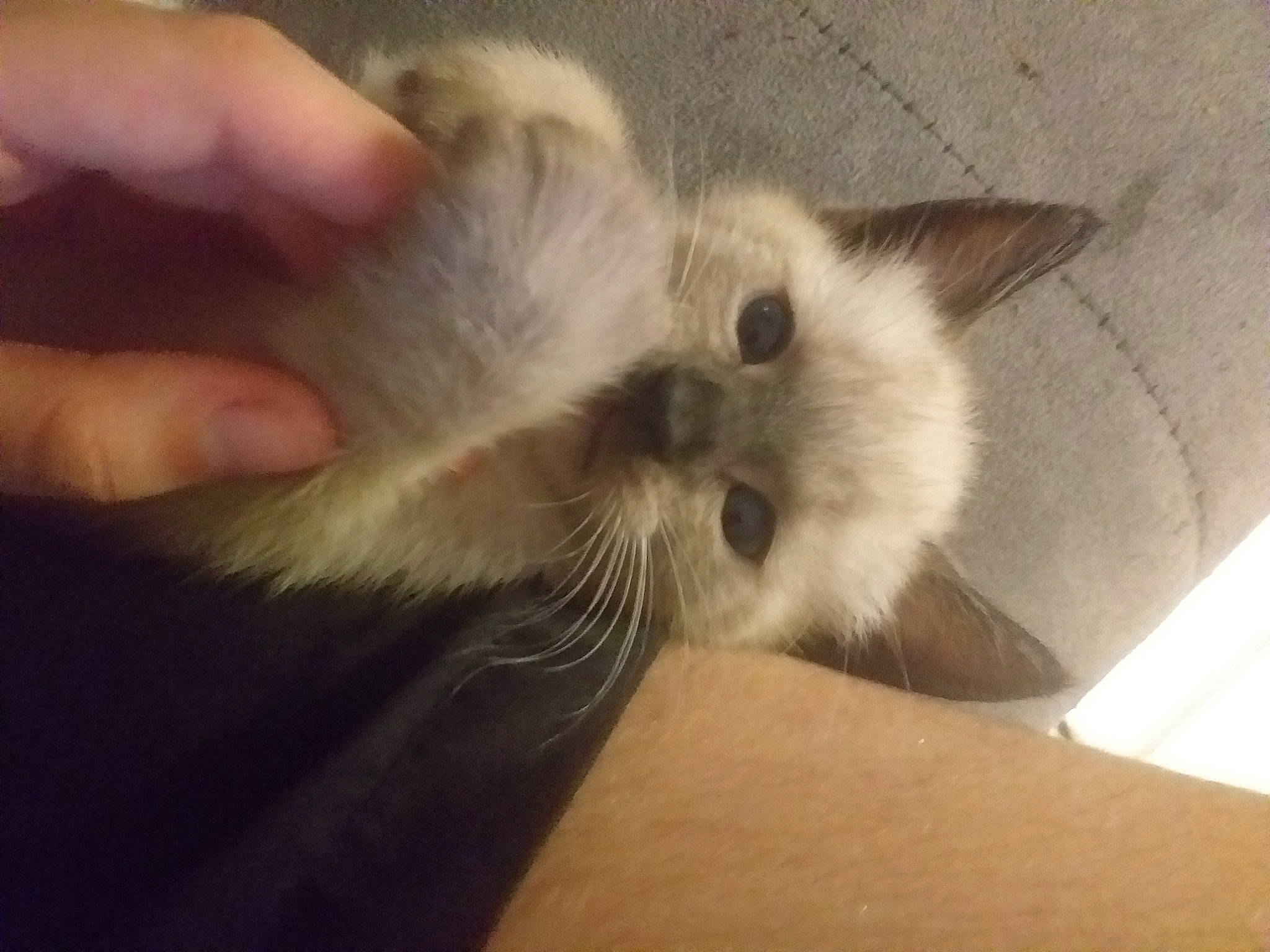 Pixel participe au concours pour gagner de l'argent avec cette photo : balinese, birman, carnivore, cat, claw, comfort, fawn, felidae, fur, hand, nail, paw, ragdoll, siamese, small_to_medium_sized_cats, snout, tail, thai, thumb, whiskers