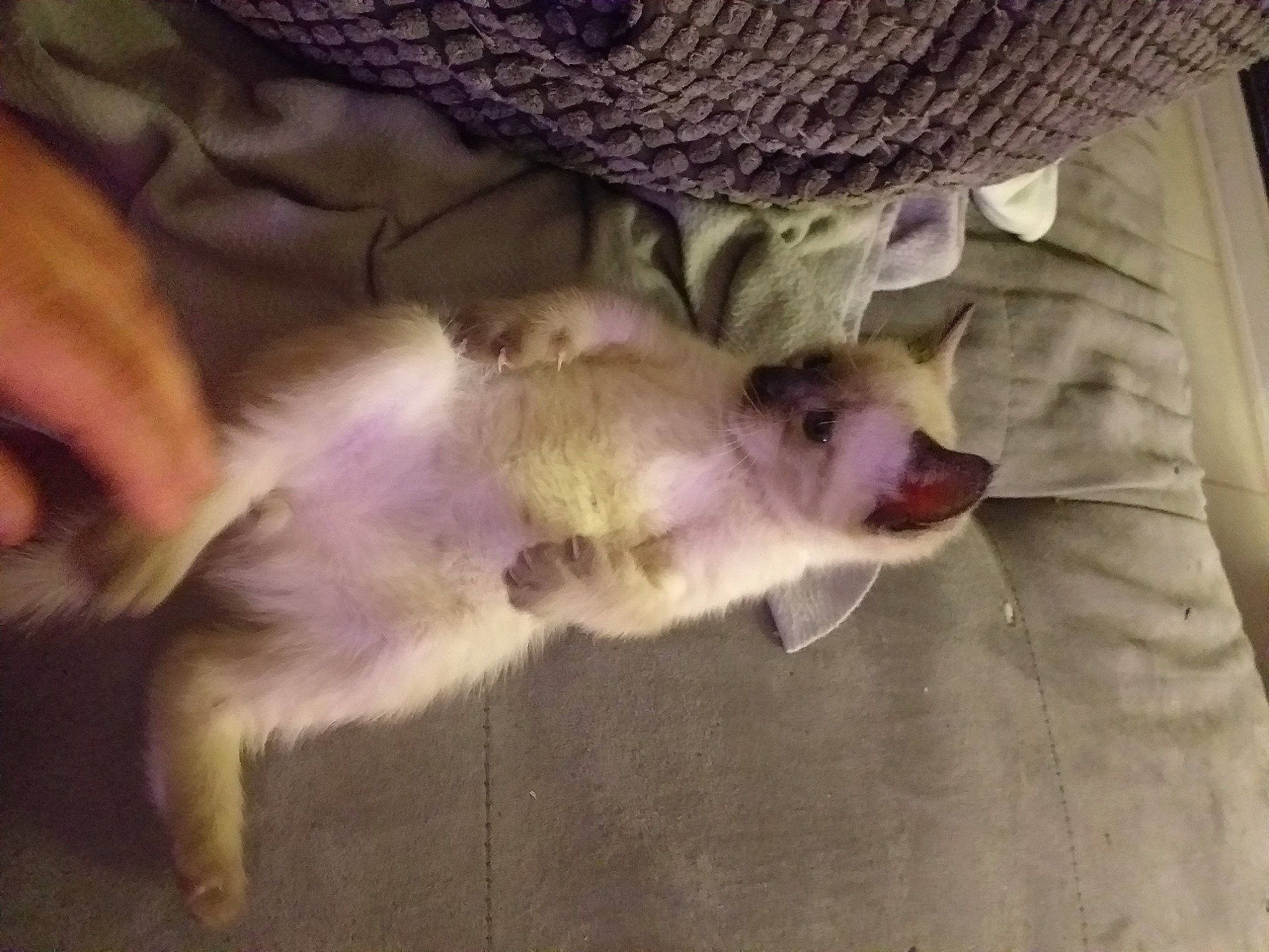 Pixel a rejoint le concours — aidez-le/la à gagner de superbes lots ! canidae, cap, carnivore, claw, comfort, companion_dog, dog, dog_breed, fawn, felidae, paw, pomeranian, small_to_medium_sized_cats, snout, sporting_group, sun_hat, tail, toy_dog, vertebrate, whiskers