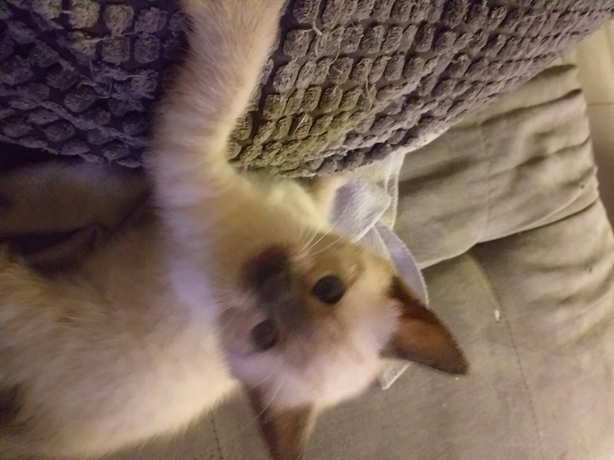 Pixel participe au concours pour gagner de l'argent avec cette photo : balinese, birman, carnivore, cat, claw, comfort, dog_breed, fawn, felidae, fur, paw, ragdoll, siamese, small_to_medium_sized_cats, snout, tail, terrestrial_animal, thai, whiskers, wildlife