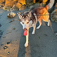 Scooby Doo joined the competition — help win amazing prizes! dog, husky, beach, sand, rocks, sunlight, shadow, leash, outdoor, pet, animal, walking, tongue_out, fur, nature, daylight, canine, ears, tail, paws
