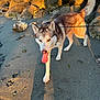 dog, husky, beach, sand, rocks, sunlight, shadow, leash, outdoor, pet, animal, walking, tongue_out, fur, nature, daylight, canine, ears, tail, paws