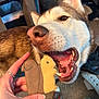 dog, husky, pet, animal, treat, hand, indoor, carpet, toy, playful, mouth_open, fur, brown, white, person, rings, squirrel, snout, teeth, rope_toy