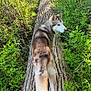 dog, husky, animal, outdoor, nature, tree_trunk, greenery, forest, leaves, sunlight, fur, pets, canine, walking, adventure, wildlife, summer, daylight, mammal, scenic