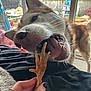 dog, husky, pet, animal, indoor, hand, treat, chicken_foot, playful, mouth, teeth, tongue, window, backyard, fence, person, nail_polish, fur, ears, snout
