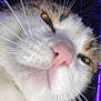 Milo joined the competition — help win amazing prizes! cat, close_up, face, whiskers, nose, ears, fur, pet, animal, indoor, purple_light, background_pattern, curious, feline, portrait, pink_nose, white_fur, tabby, looking_down, macro