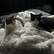 Milo joined the competition — help win amazing prizes! cat, cats, animal, pet, feline, black_and_white_cat, tabby_cat, blanket, bed, cozy, fluffy, indoor, resting, fur, cute, domestic_animal, sleepy, soft, comfort, plush_toy