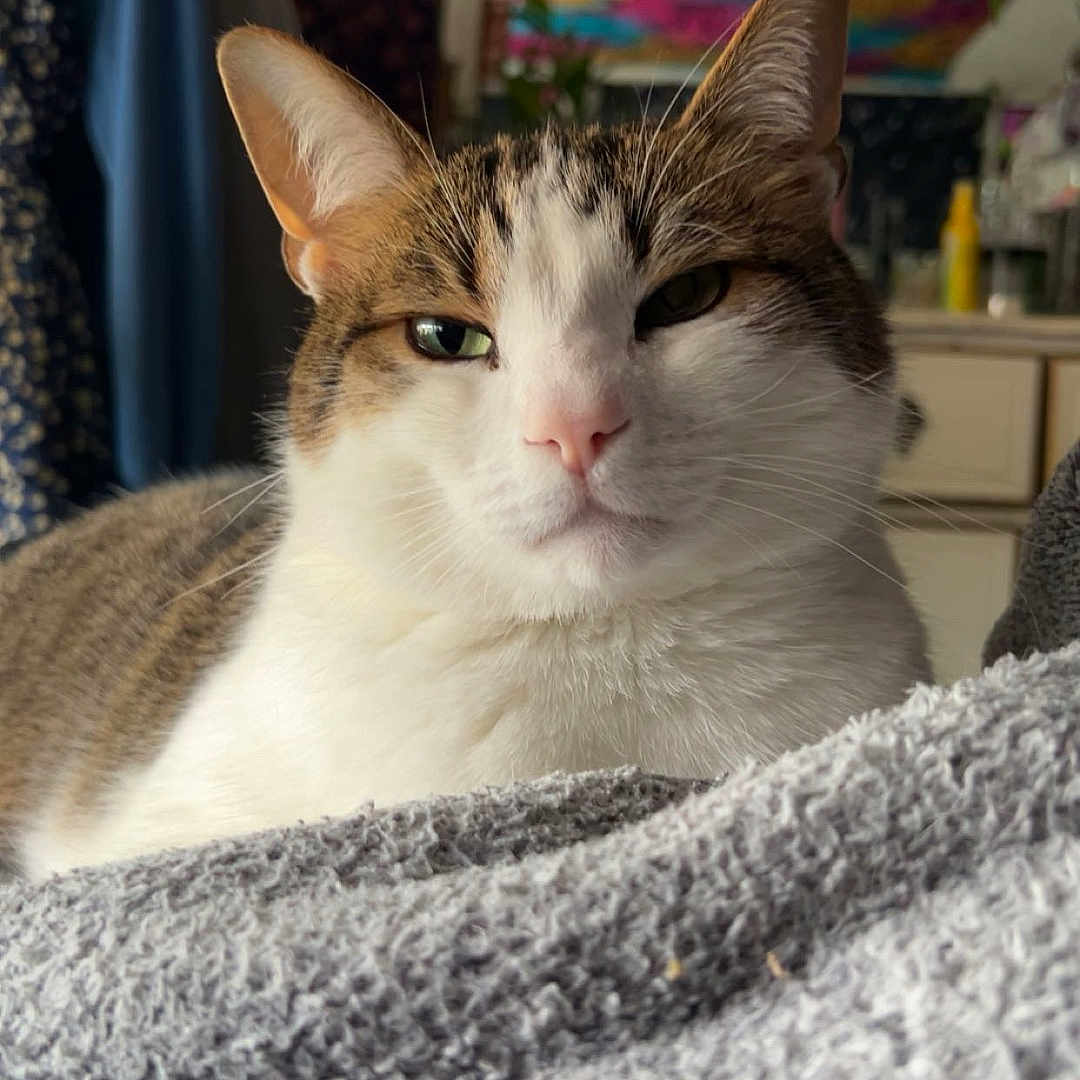 Milo is registered to the contest to win money with this photo: animal, blanket, cat, closeup, cozy, domestic, ears, face, fur, furniture, home, indoor, pet, portrait, relaxed, resting, tabby, tapestry, whiskers, white_fur