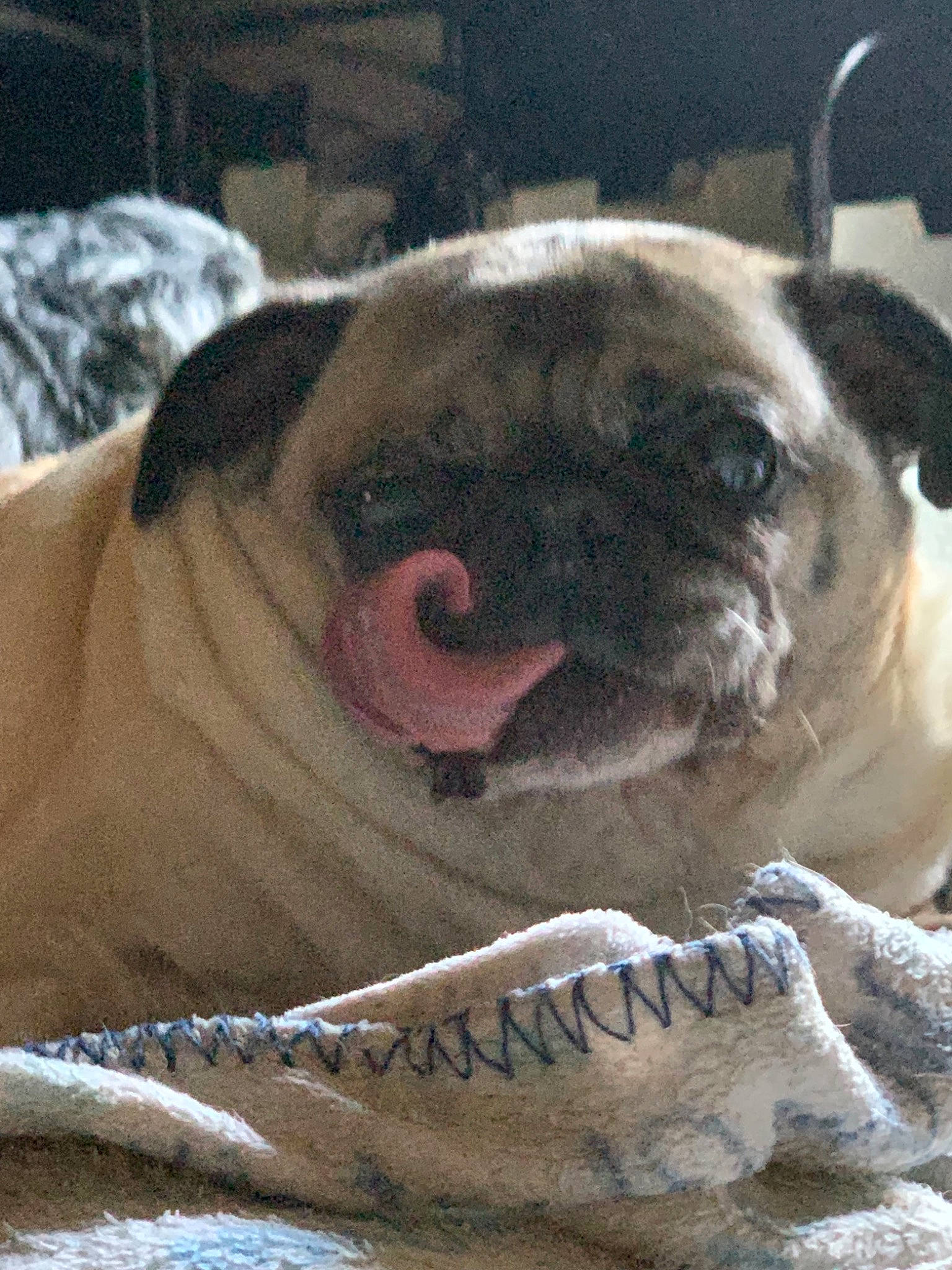 Mugsy  is registered to the contest to win money with this photo: ancient_dog_breeds, british_bulldogs, bulldog, canidae, carnivore, companion_dog, dog, dog_breed, dorset_olde_tyme_bulldogge, fawn, mammal, non_sporting_group, old_english_bulldog, olde_english_bulldogge, pug, snout, toy_dog, valley_bulldog, vertebrate, wrinkle