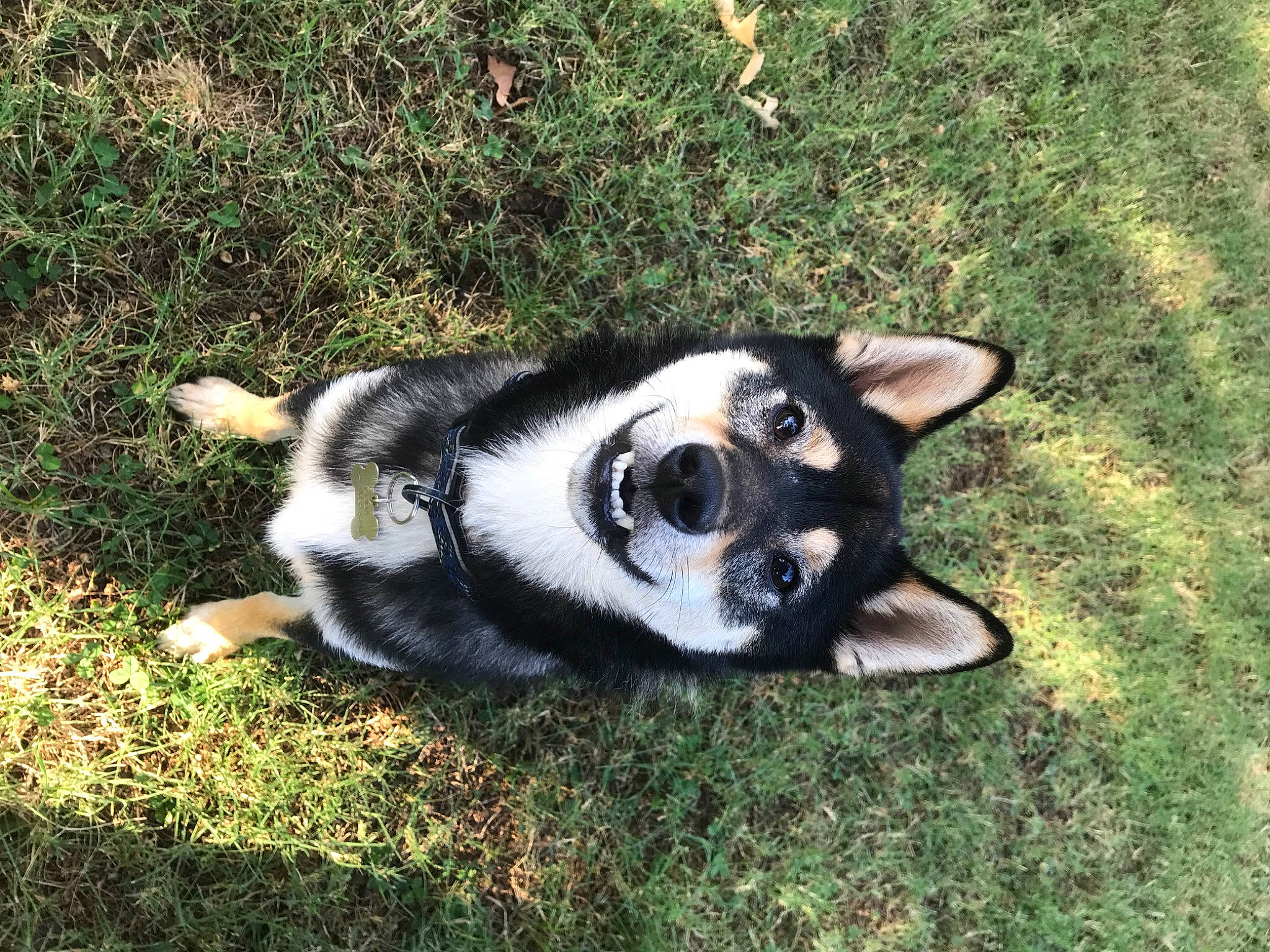 Coda is registered to the contest to win money with this photo: canidae, carnivore, dog, dog_breed, grass, karelian_bear_dog, labrador_husky, mammal, puppy, rare_breed_dog, siberian_husky, tail, vertebrate