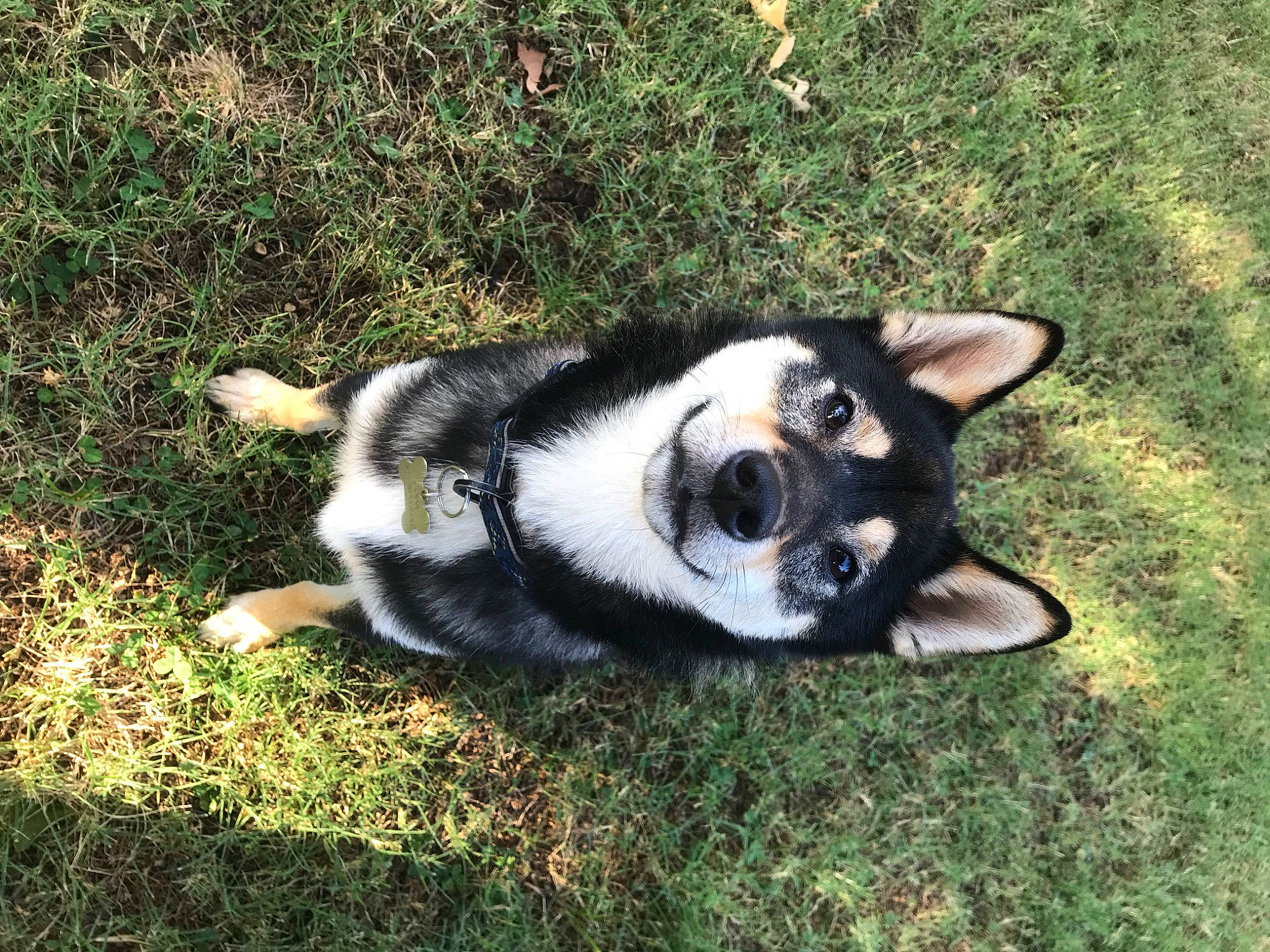 Coda is registered to the contest to win money with this photo: canidae, carnivore, companion_dog, dog, dog_breed, grass, mammal, puppy, rare_breed_dog, siberian_husky, tail, vertebrate