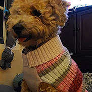 Callie joined the competition — help win amazing prizes! dog, indoor, sweater, curtains, television, blanket, furniture, pet, cozy, striped, brown, cute, fur, animal, companion, home, resting, canine, warm, curled