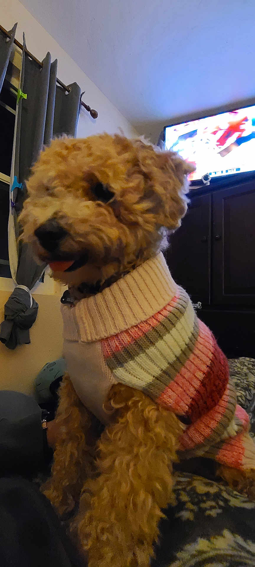 Callie joined the competition — help win amazing prizes! dog, indoor, sweater, curtains, television, blanket, furniture, pet, cozy, striped, brown, cute, fur, animal, companion, home, resting, canine, warm, curled