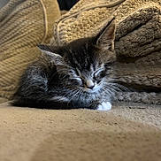 Arlo joined the competition — help win amazing prizes! animal, beige, blanket, cat, closeup, cozy, cute, domestic_cat, fur, furry, indoor, kitten, nap, pet, relaxed, resting, sleeping, small, soft, whiskers