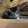 animal, beige, blanket, cat, closeup, cozy, cute, domestic_cat, fur, furry, indoor, kitten, nap, pet, relaxed, resting, sleeping, small, soft, whiskers