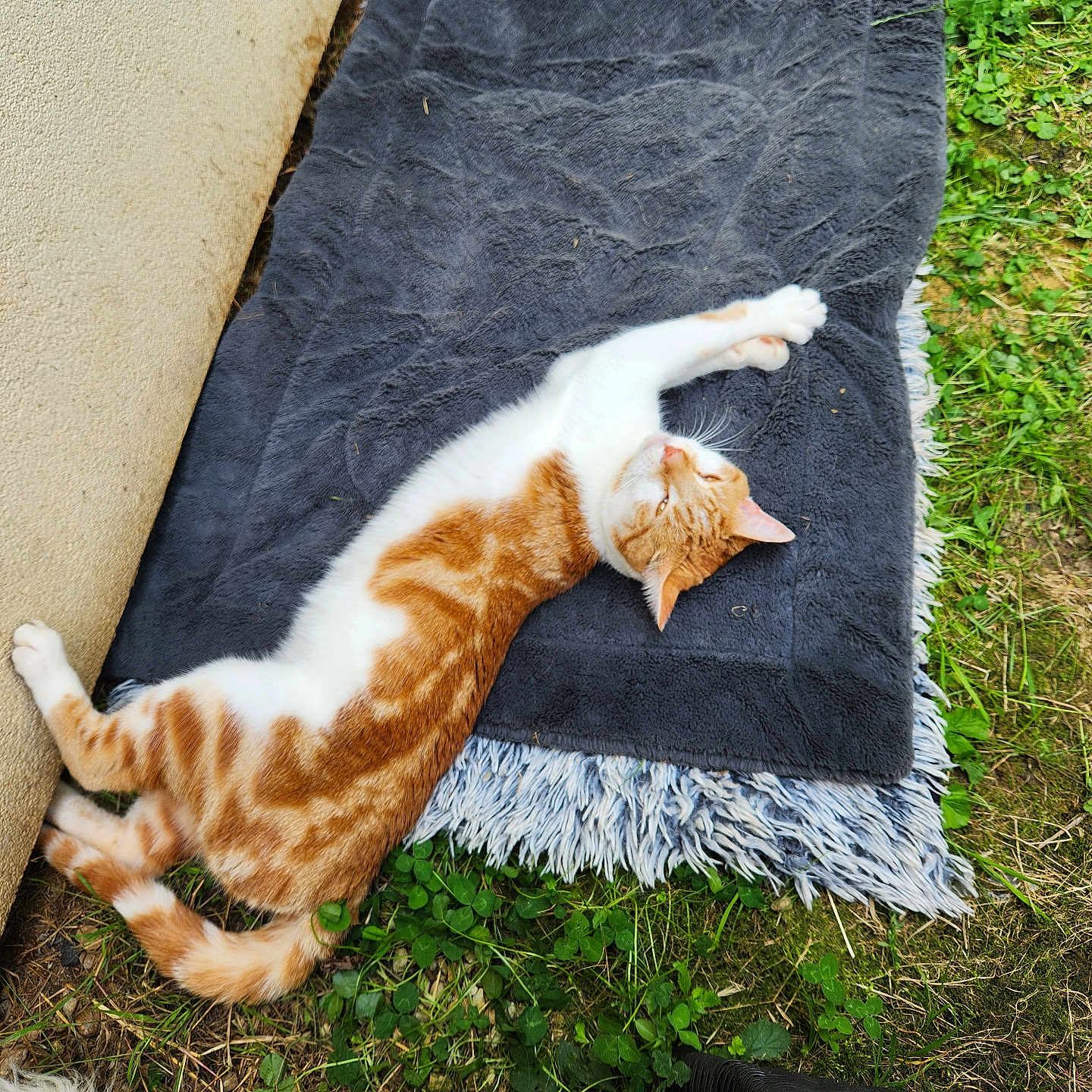 Koro participe au concours pour gagner de l'argent avec cette photo : animal, blanket, cat, cozy, daylight, ear, fur, grass, gray_blanket, nature, orange_cat, outdoor, pet, relaxed, resting, stretching, tail, wall, whiskers, white_cat